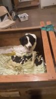 English Shepherd Puppies for sale in Franklin, IN 46131, USA. price: NA