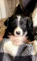 English Shepherd Puppies for sale in Salem, OH 44460, USA. price: NA