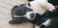 English Shepherd Puppies for sale in Mechanicsville, VA, USA. price: NA