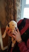 English Shepherd Puppies for sale in South Miami, FL, USA. price: NA