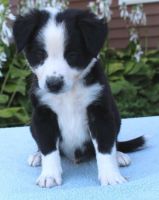 English Shepherd Puppies for sale in Mitchellville, MD, USA. price: NA