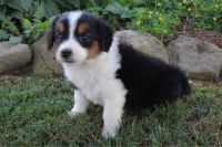 English Shepherd Puppies for sale in Canton, OH, USA. price: NA