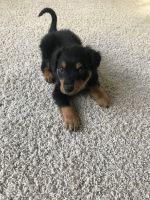 English Shepherd Puppies for sale in Rochester Hills, MI, USA. price: NA