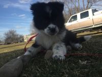 English Shepherd Puppies for sale in Fowlerville, MI 48836, USA. price: NA