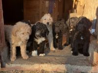 English Shepherd Puppies for sale in 648 W 1400 N, North Manchester, IN 46962, USA. price: NA