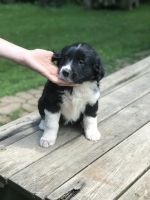 English Shepherd Puppies for sale in Philippi, WV 26416, USA. price: NA