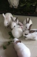 English Spot Rabbits Photos