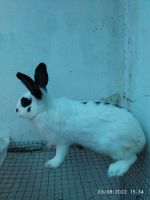 English Spot Rabbits for sale in Muppathadam Megalaya Rd, Aluva, Kerala 683110, India. price: 1500 INR