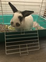 English Spot Rabbits for sale in 800 W Mill St, Carbondale, IL 62901, USA. price: NA