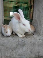 English Spot Rabbits for sale in Singaperumal Koil, Tamil Nadu 603209, India. price: 250 INR