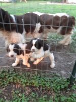 English Springer Spaniel Puppies for sale in Franklin, KS 66735, USA. price: NA