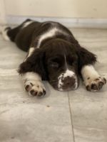 English Springer Spaniel Puppies for sale in Hatfield, PA 19440, USA. price: NA
