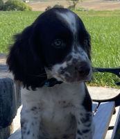 English Springer Spaniel Puppies for sale in Nampa, ID, USA. price: NA