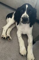 English Springer Spaniel Puppies for sale in Springfield, MO, USA. price: NA