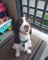 English Springer Spaniel Puppies for sale in 407 Valley Ave NE, Puyallup, WA 98372, USA. price: NA