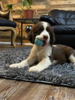 English Springer Spaniel Puppies for sale in Fort Worth, TX, USA. price: NA