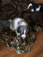 English Springer Spaniel Puppies for sale in Mont Alto, PA, USA. price: NA