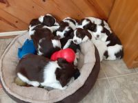 English Springer Spaniel Puppies for sale in Hawkins, WI 54530, USA. price: NA