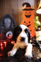 English Springer Spaniel Puppies for sale in Anderson, SC, USA. price: NA