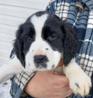 English Springer Spaniel Puppies for sale in Rigby, ID 83442, USA. price: NA