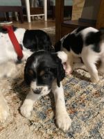 English Springer Spaniel Puppies for sale in Placerville, CA 95667, USA. price: NA