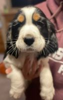 English Springer Spaniel Puppies for sale in 1710 Phillippe Dr, Mahomet, IL 61853, USA. price: NA
