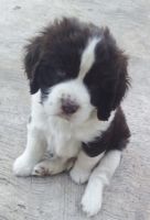 English Springer Spaniel Puppies for sale in Brownsville, TX, USA. price: NA