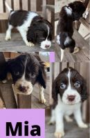 English Springer Spaniel Puppies for sale in Norwood, LA 70761, USA. price: NA