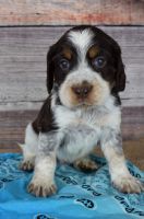 English Springer Spaniel Puppies for sale in North Monmouth, Monmouth, ME 04265, USA. price: NA