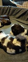 English Springer Spaniel Puppies for sale in Manlius, NY 13104, USA. price: NA