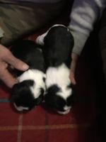 English Springer Spaniel Puppies for sale in NY-32, New York, USA. price: NA