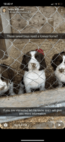 English Springer Spaniel Puppies for sale in Muncie, IN, USA. price: NA