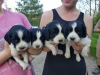 English Springer Spaniel Puppies for sale in Winchester, KY 40391, USA. price: NA
