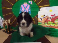 English Springer Spaniel Puppies for sale in West Liberty, KY 41472, USA. price: NA