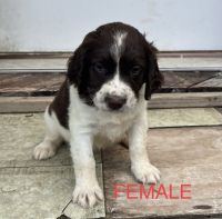 English Springer Spaniel Puppies for sale in Cookeville, TN, USA. price: NA