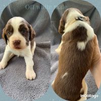 English Springer Spaniel Puppies for sale in Ehrhardt, SC 29081, USA. price: NA
