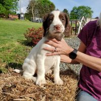 English Springer Spaniel Puppies for sale in Windsor, PA 17366, USA. price: NA
