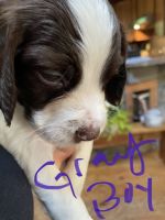 English Springer Spaniel Puppies for sale in North East, MD 21901, USA. price: NA