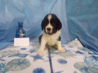 English Springer Spaniel Puppies for sale in West Liberty, KY 41472, USA. price: NA