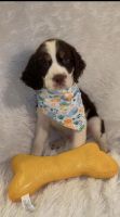 English Springer Spaniel Puppies for sale in Manning, SC 29102, USA. price: NA
