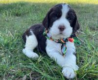 English Springer Spaniel Puppies for sale in Denver, NC, USA. price: NA
