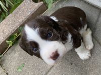 English Springer Spaniel Puppies for sale in Fredericktown, MO 63645, USA. price: NA