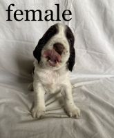 English Springer Spaniel Puppies for sale in 13311 N 200 W, Milford, IN 46542, USA. price: NA