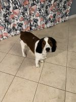 English Springer Spaniel Puppies for sale in Leesburg, FL, USA. price: NA