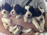 English Springer Spaniel Puppies for sale in Nampa, ID, USA. price: NA