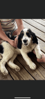 English Springer Spaniel Puppies for sale in Livingston, TX 77351, USA. price: NA