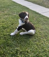 English Springer Spaniel Puppies for sale in Middle River, MD 21220, USA. price: NA