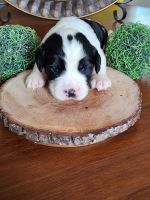 English Springer Spaniel Puppies for sale in Wayland, IA 52654, USA. price: NA