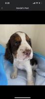 English Springer Spaniel Puppies for sale in Canfield, OH 44406, USA. price: NA