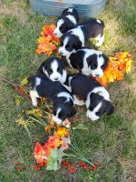 English Springer Spaniel Puppies Photos